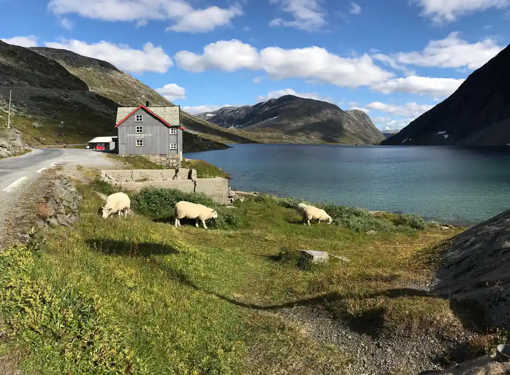 Stone cottage with grazing sheep beside turquoise mountain lake